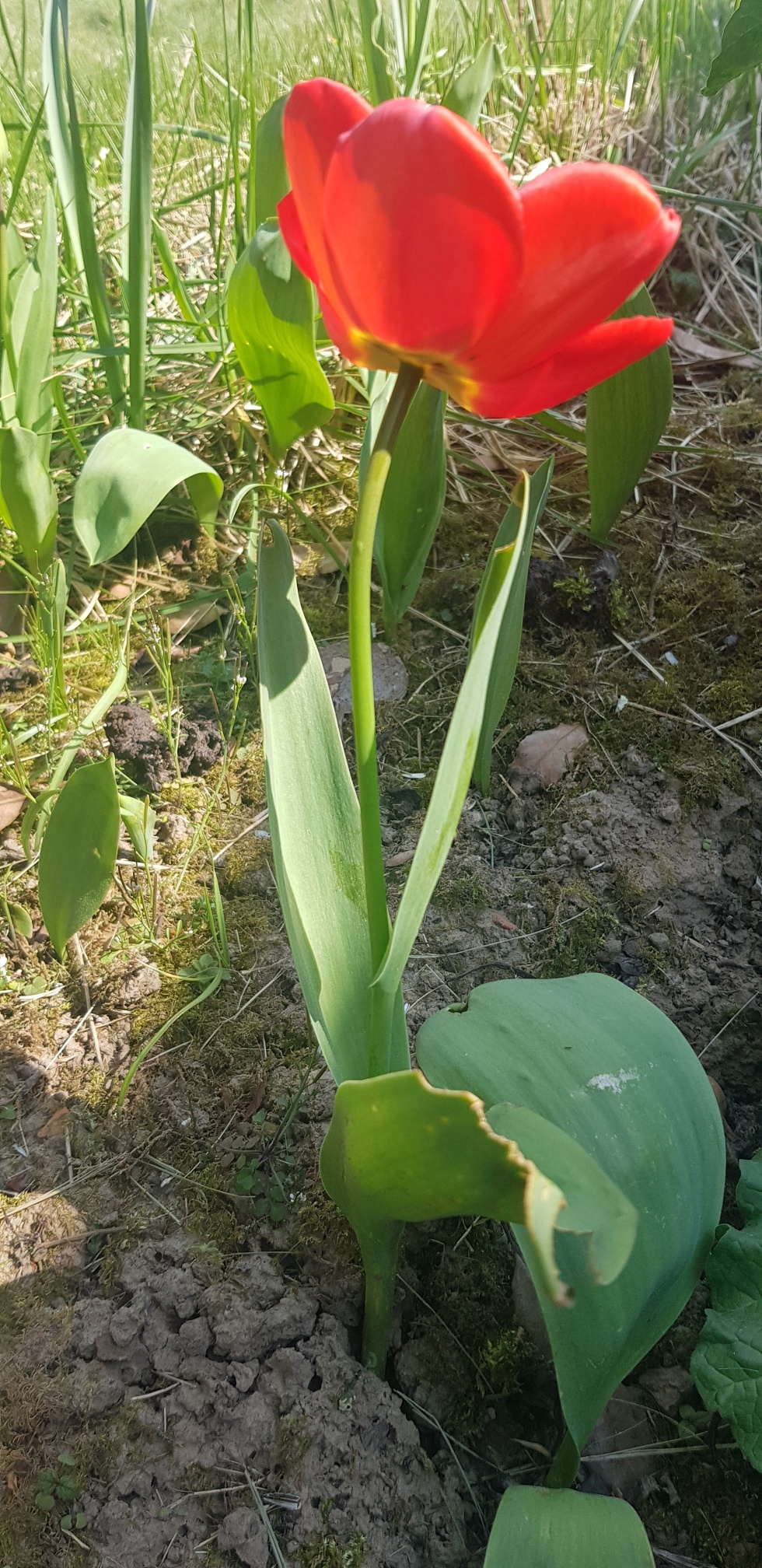 Annexe 20200408_152645_resized.jpg