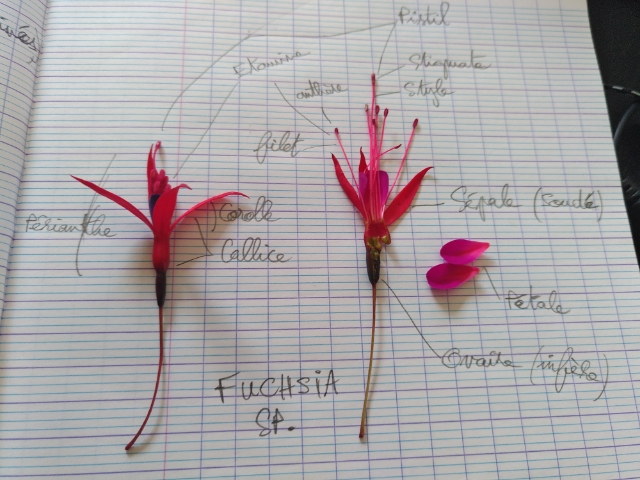 Annexe attachment1586353925321.jfif