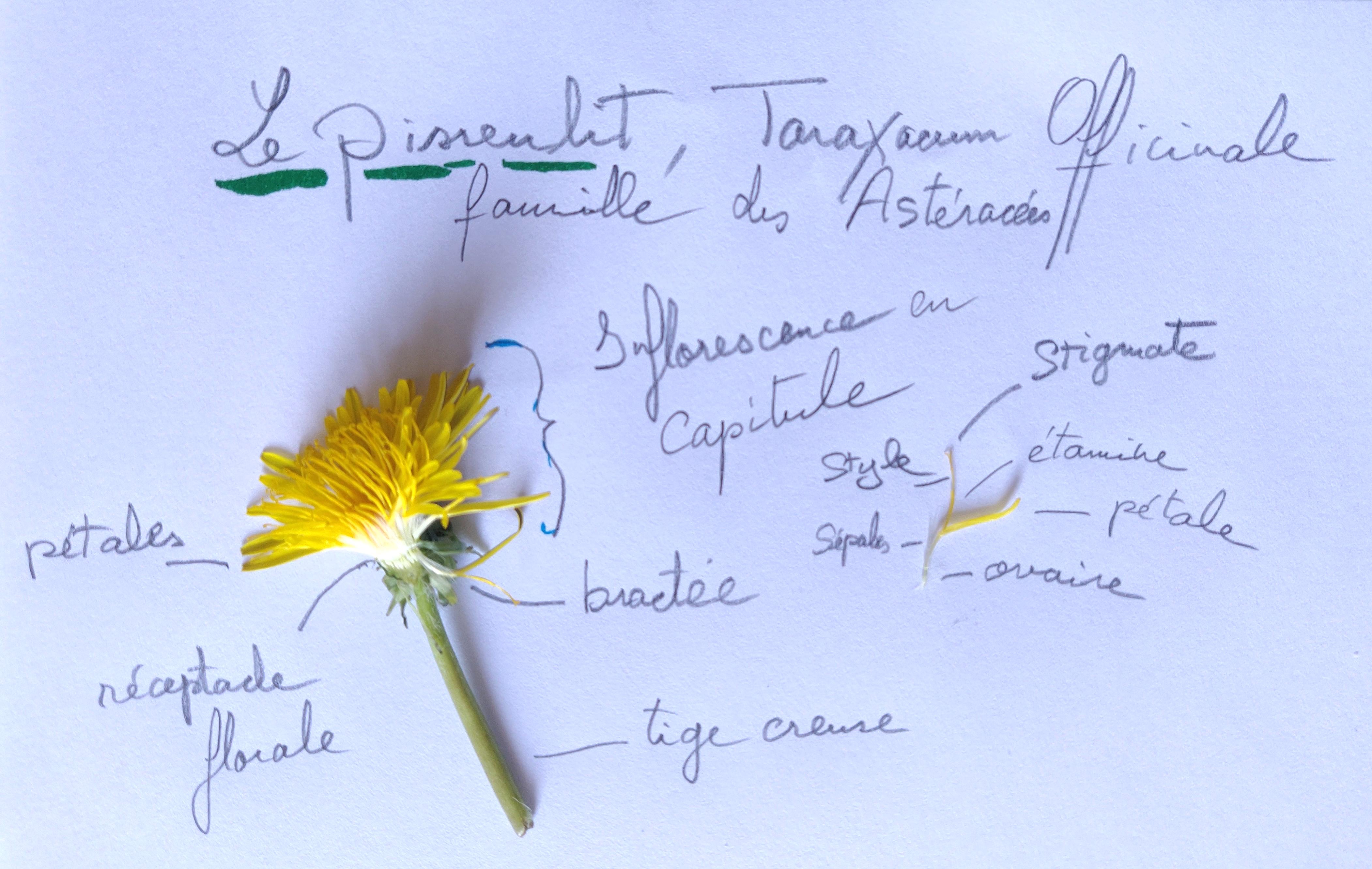 Annexe Pissenlit.jpg