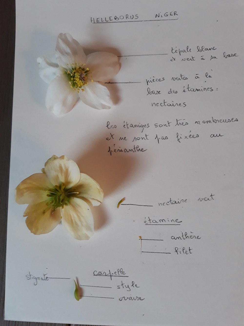 Annexe 20200408_152727.jpg