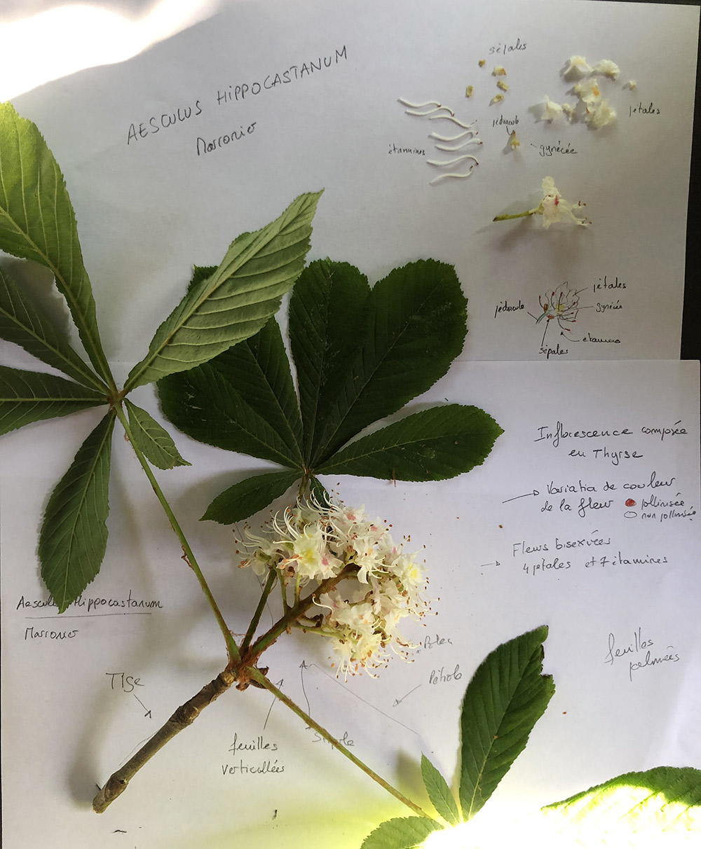 Annexe aeculus-hippocastanum.jpg