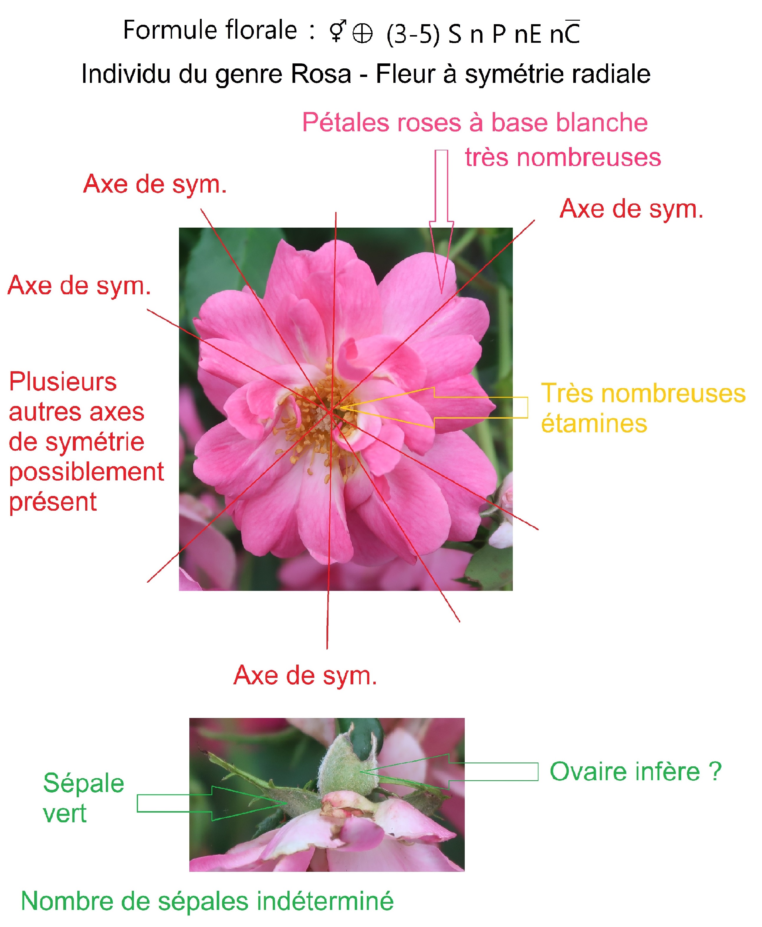 Annexe Diagnose picturale.jpg