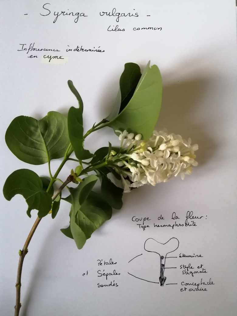 Annexe Inflorescence Syringa vulgaris.jpg