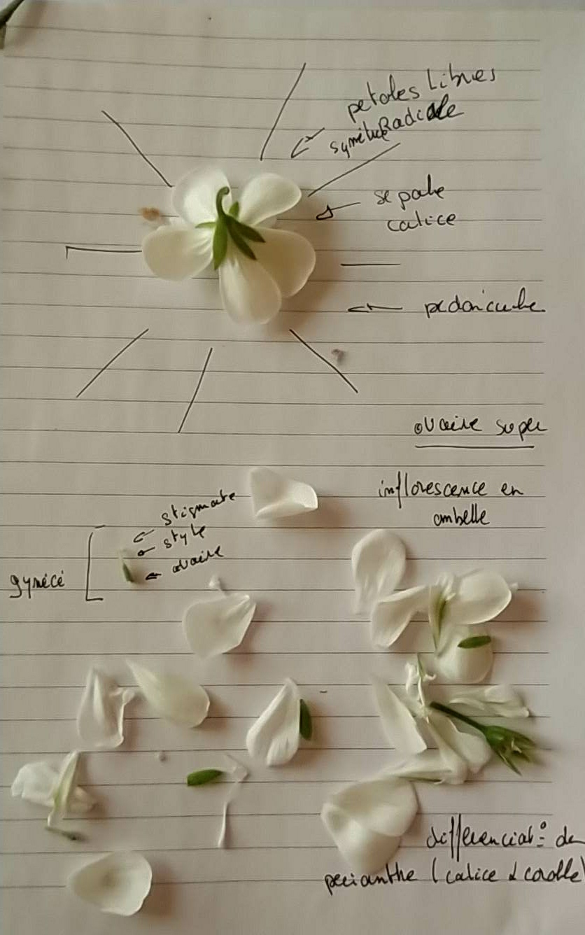 Annexe IMG_20200408_195842.jpg