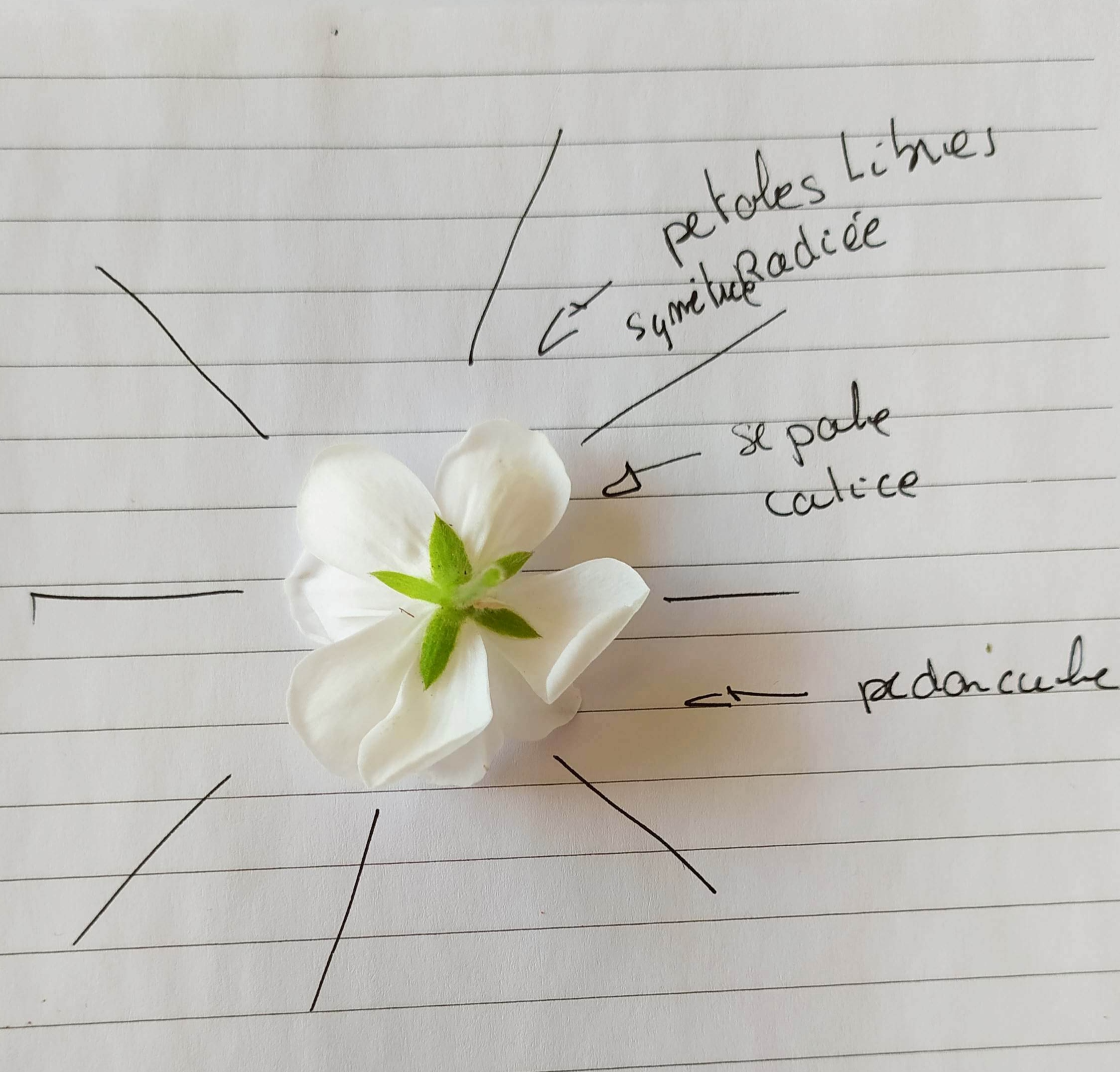 Annexe IMG_20200408_201003.jpg