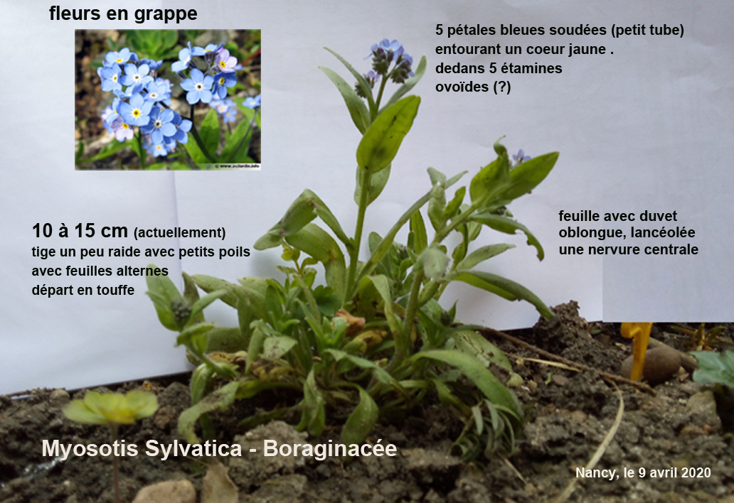 Annexe Myosotis description.jpg