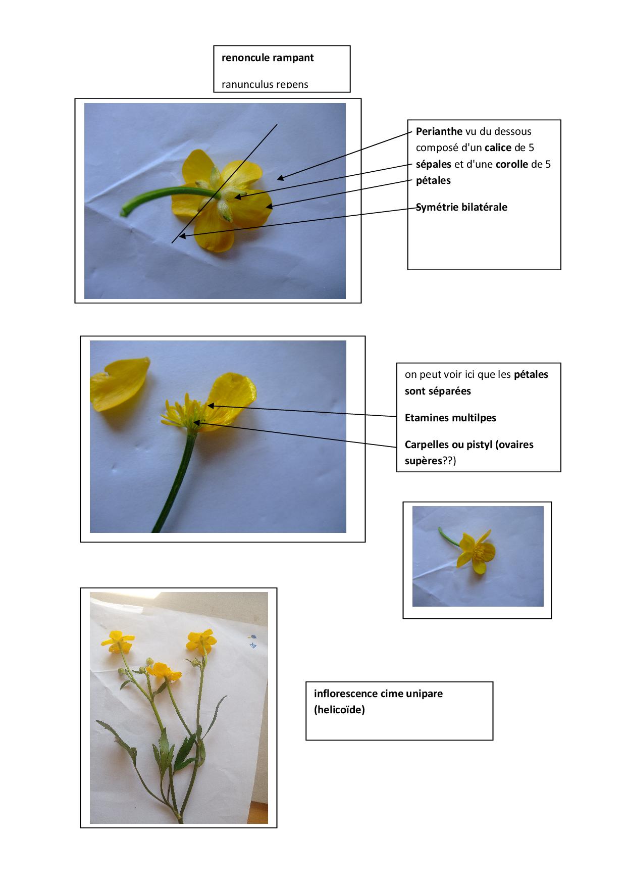 Annexe Inflorescence renocule.jpg