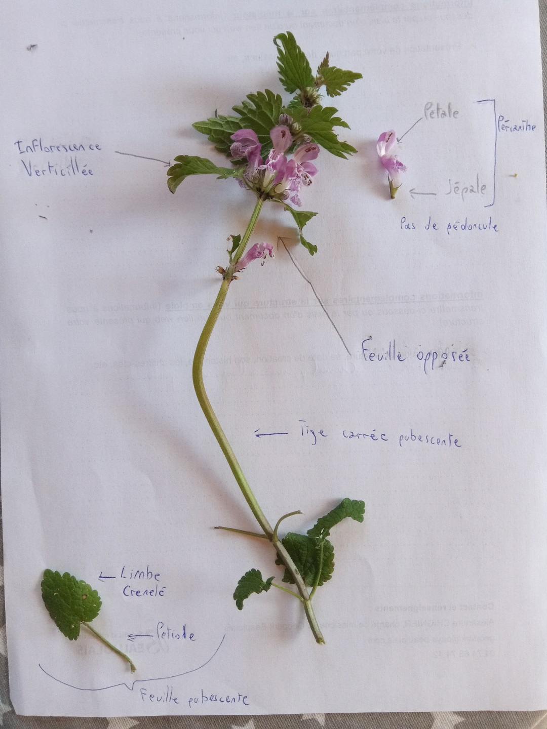 Annexe IMG_20200409_145537.pt.jpg