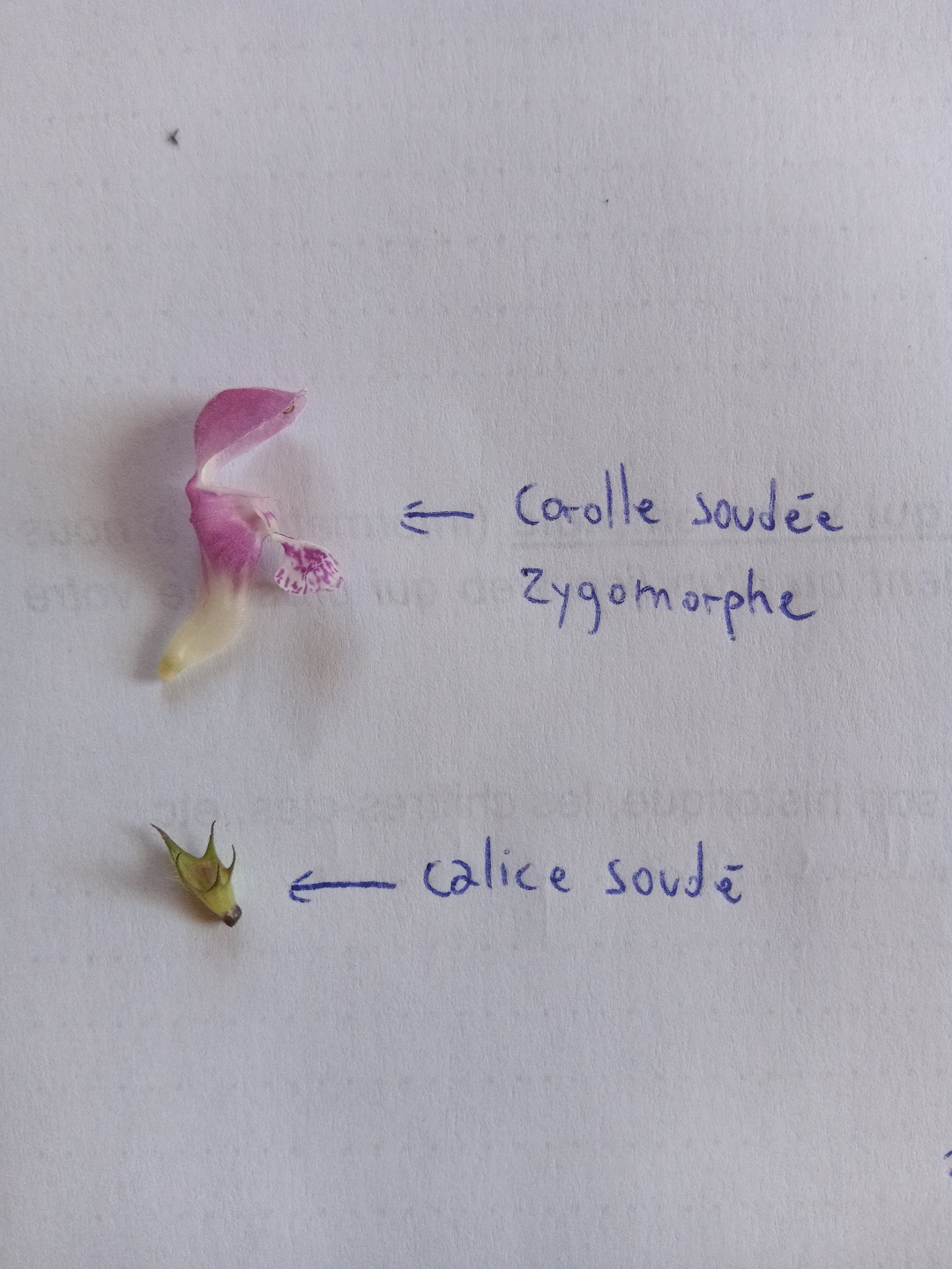 Annexe IMG_20200409_150008.pt.jpg