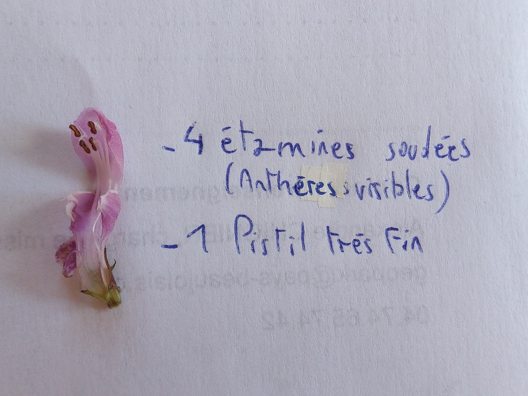 Annexe IMG_20200409_150914.pt.jpg