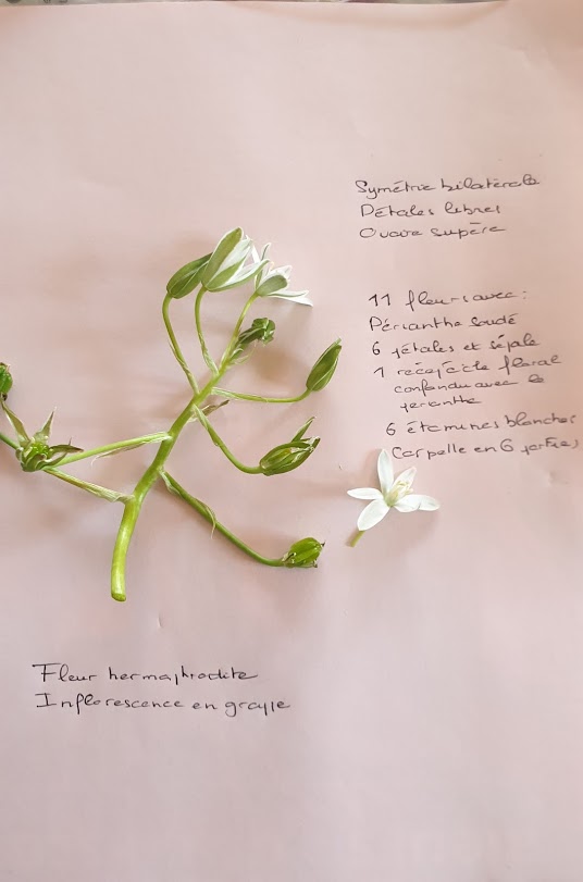 Annexe Ornithogale - Decription....jpg