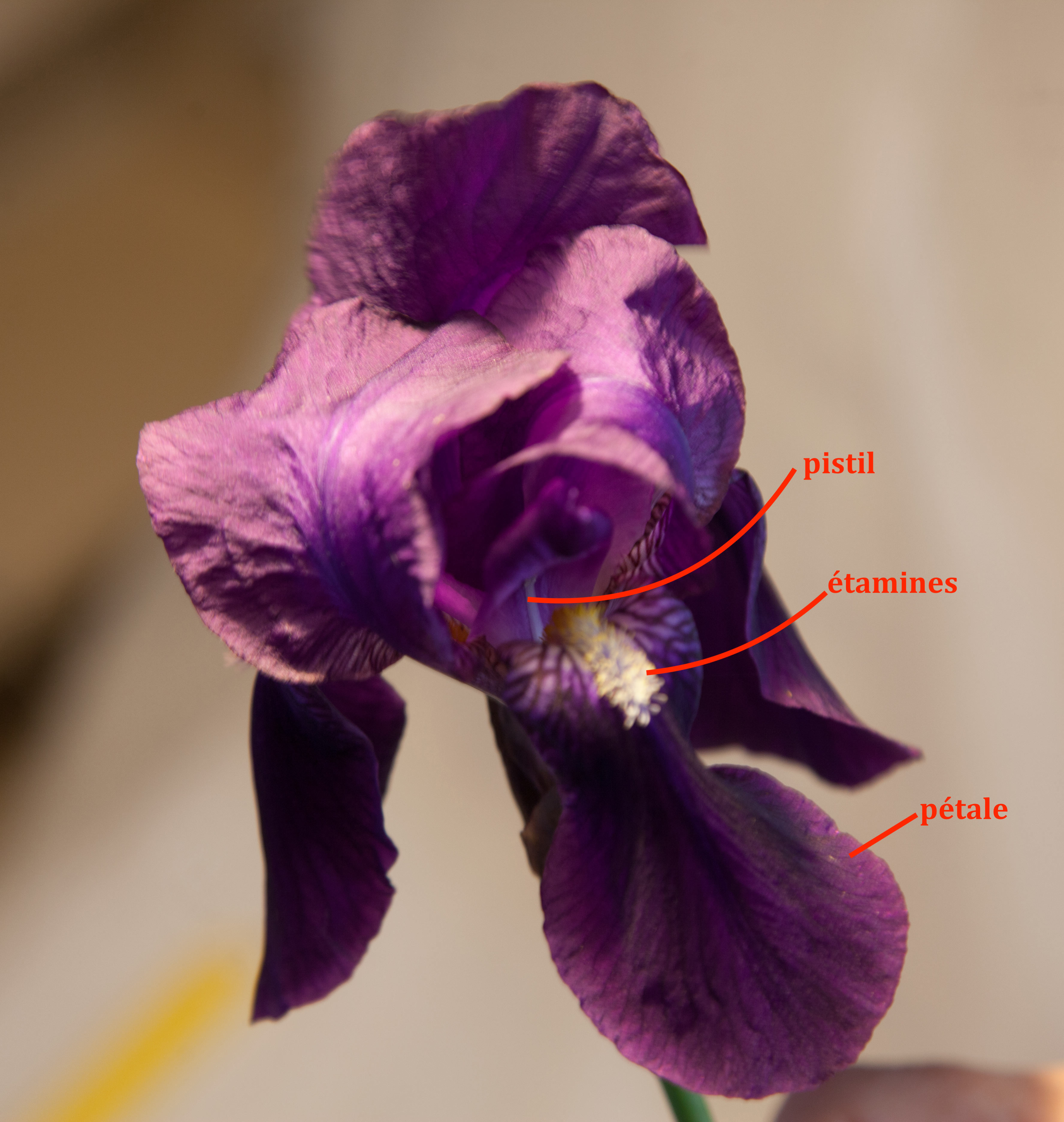 Annexe iris_IMG_3702.jpg