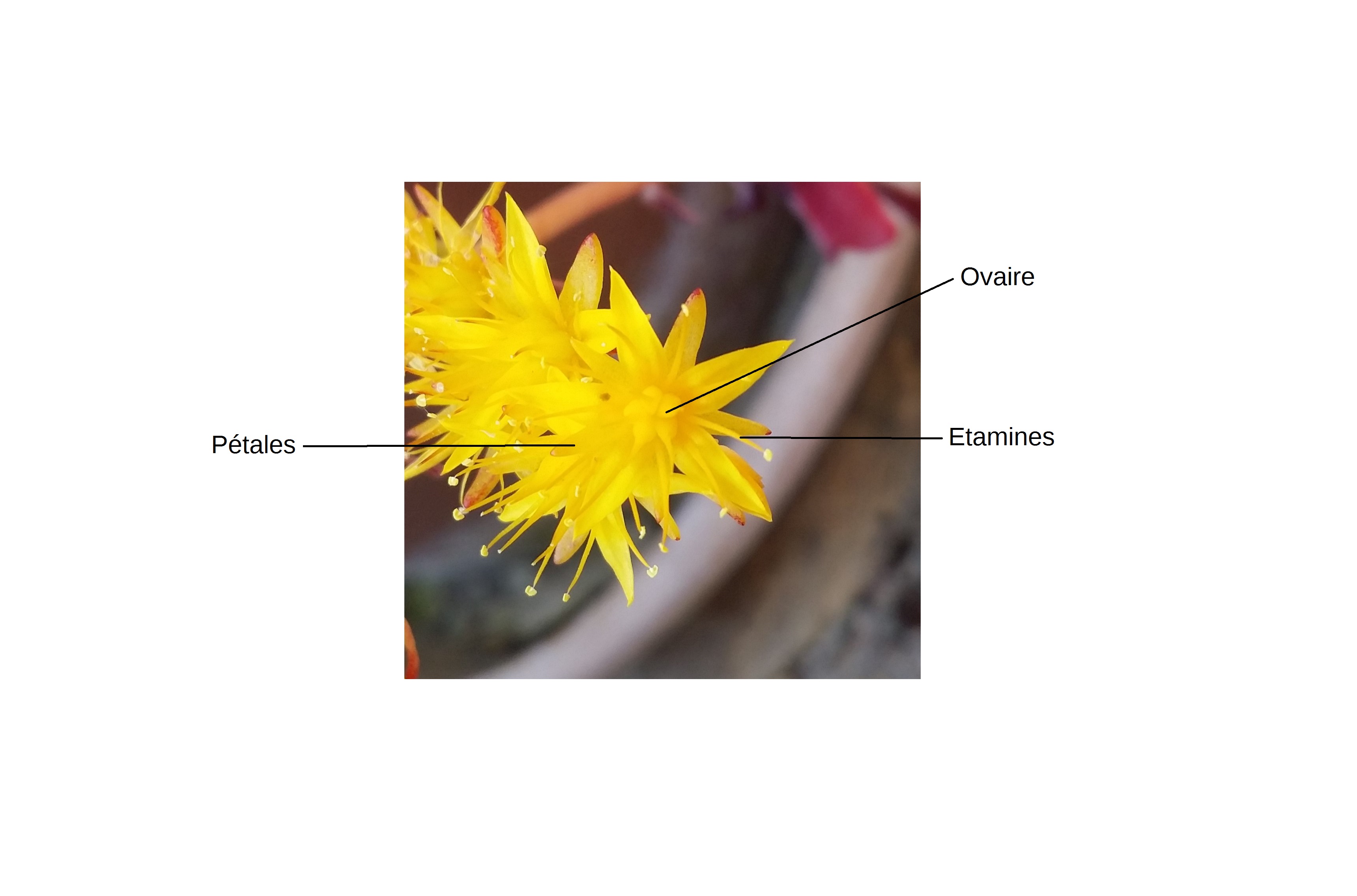 Annexe 20200409_165430.jpg