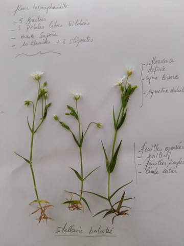 Annexe IMG_20200409_170757-001.jpg