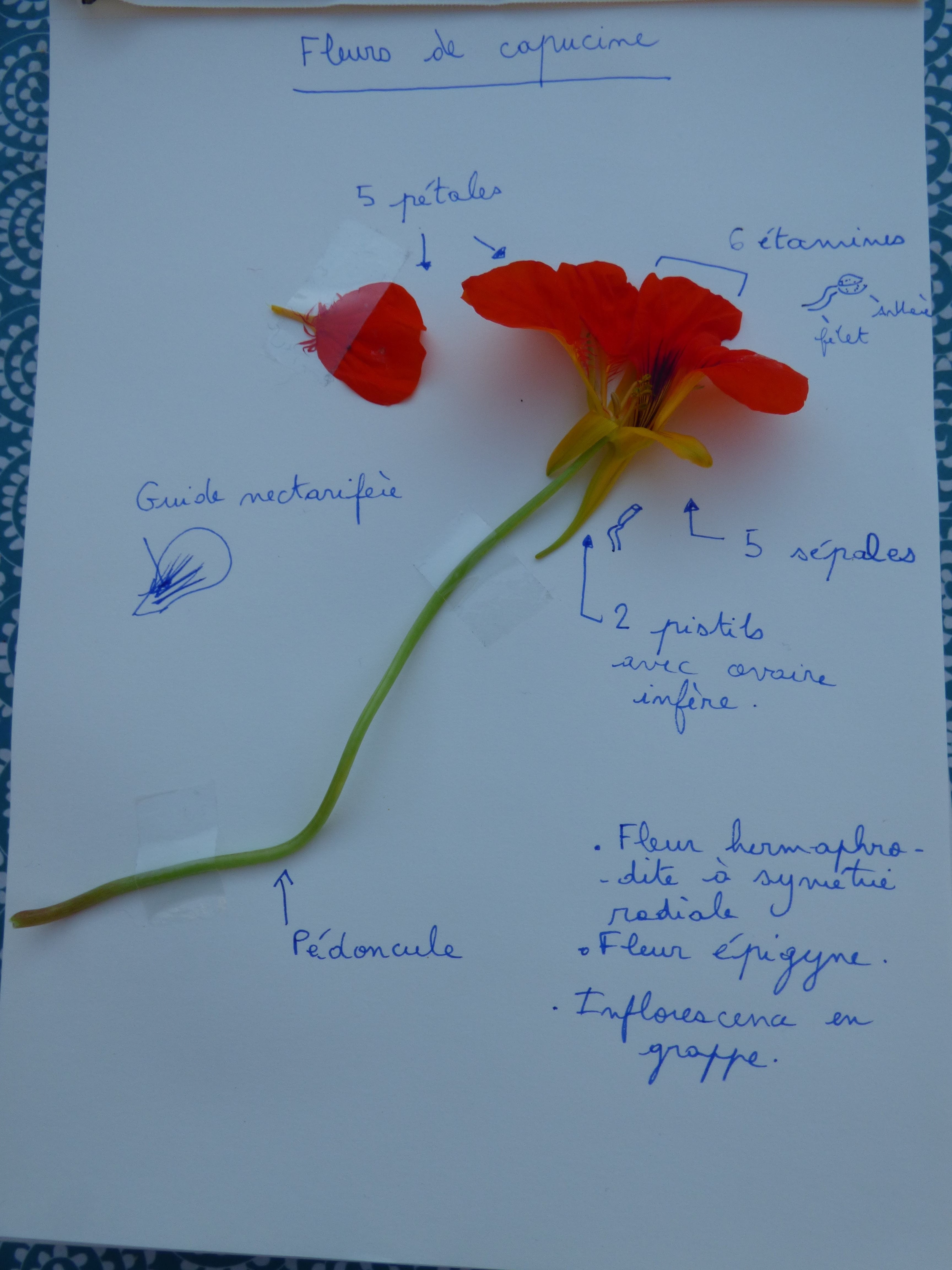 Annexe Activité description dune fleur-min.jpg