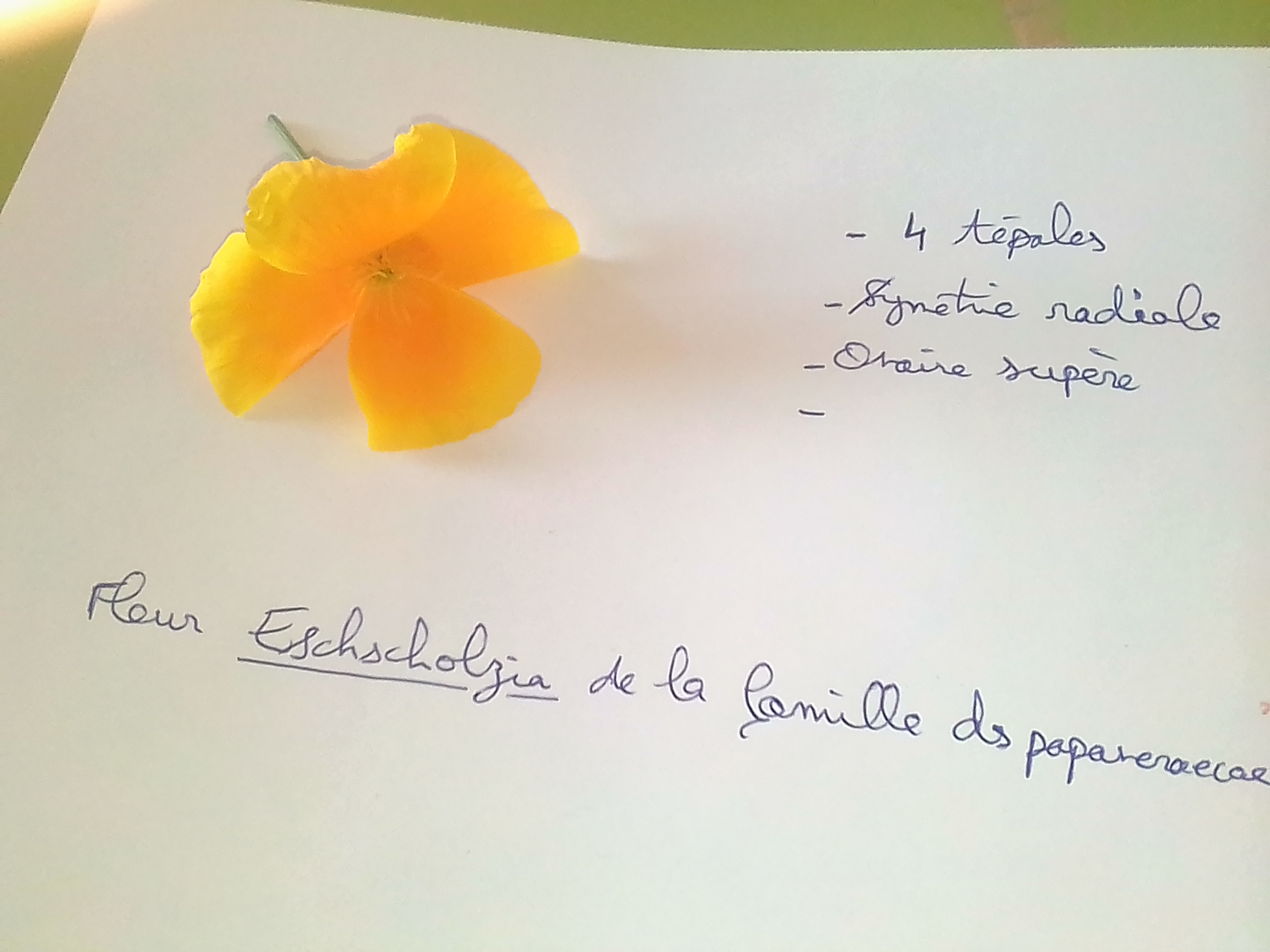 Annexe IMG_20200409_173928.jpg