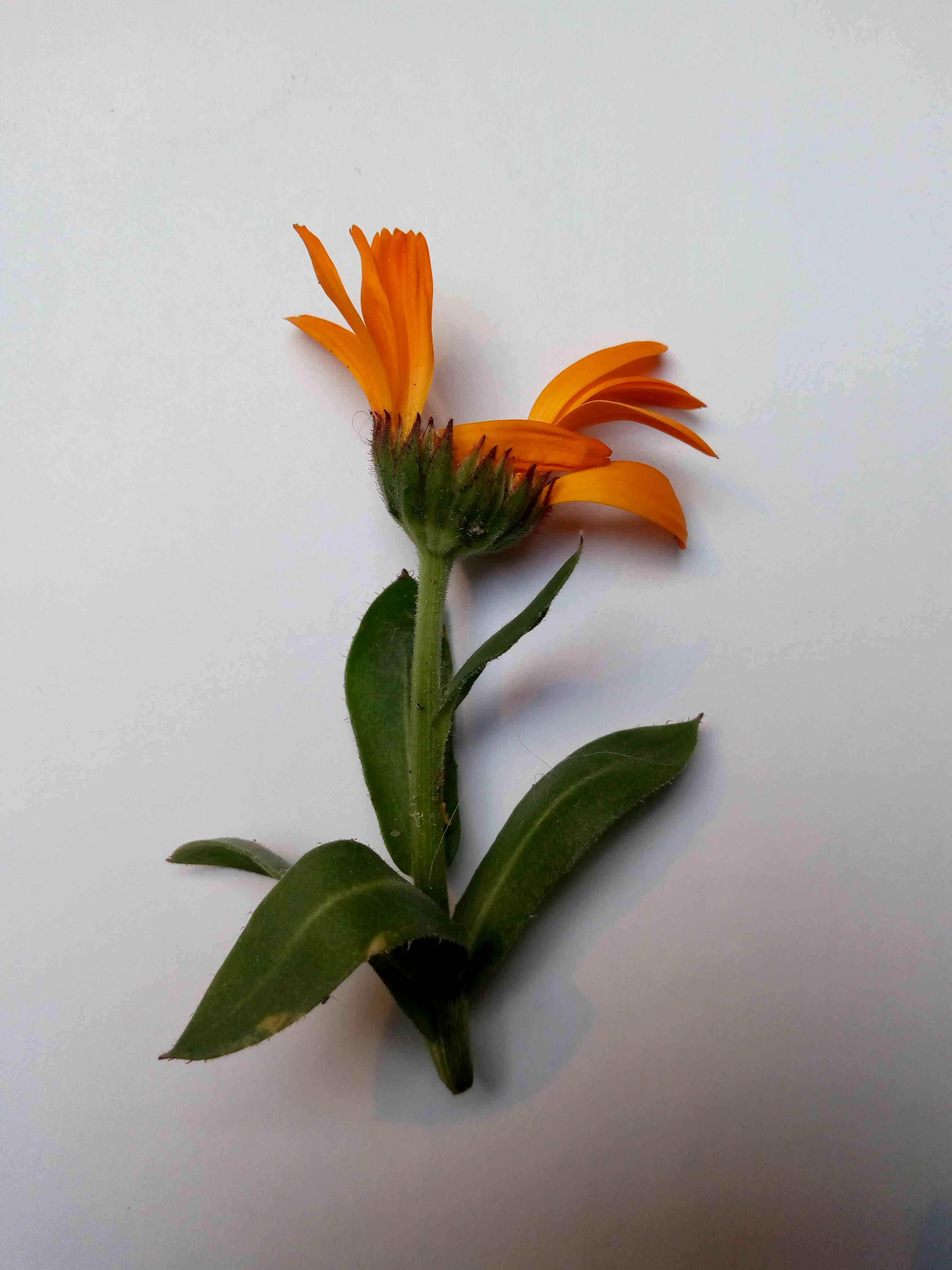 Annexe bractees du souci  -1.jpg