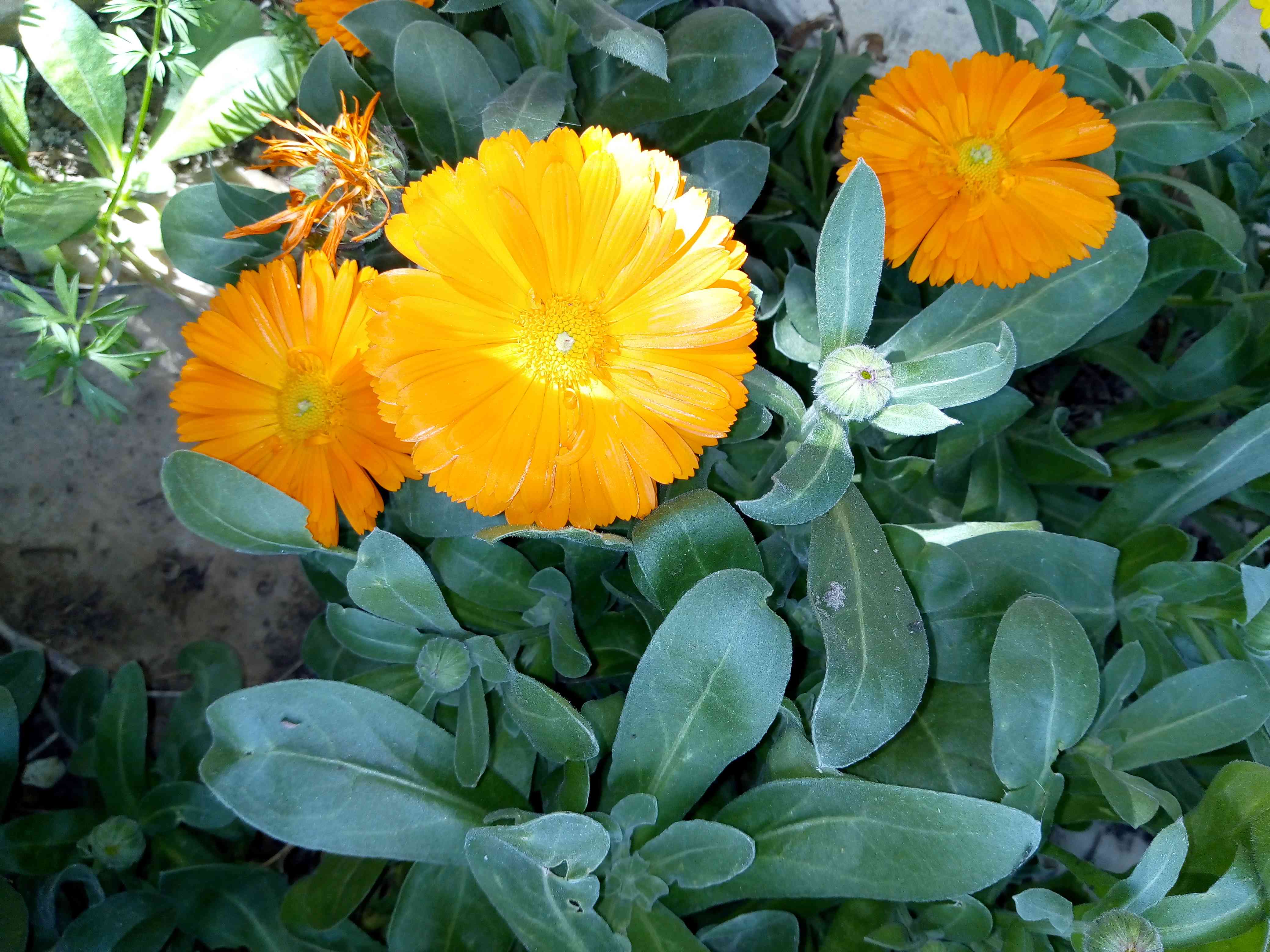 Annexe calendula touffe-1.jpg