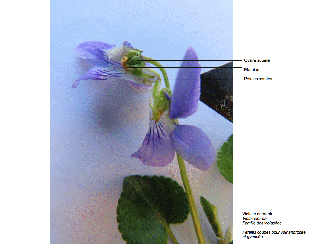 Annexe VioletteCoupeFleur.gif
