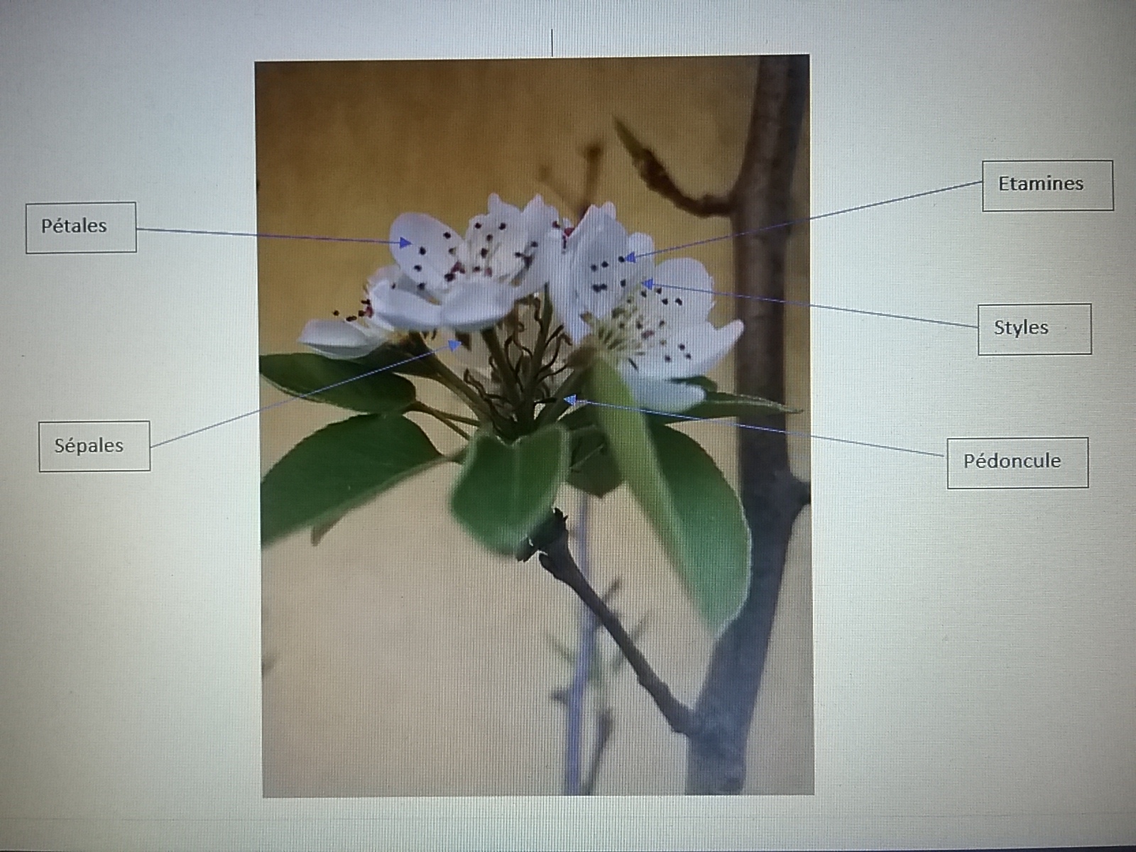 Annexe 20200409_194506.jpg