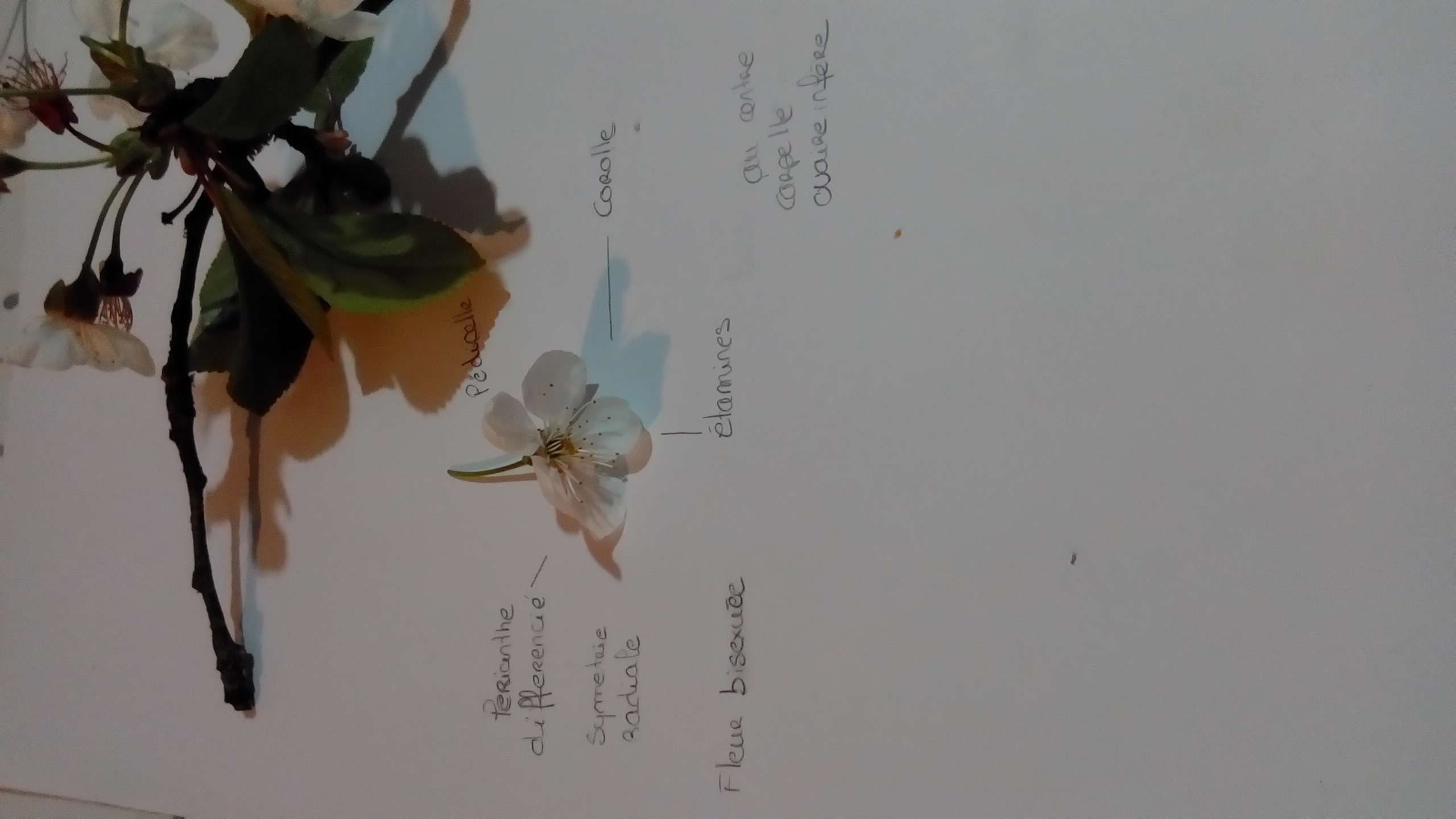 Annexe P_20200409_212347.jpg