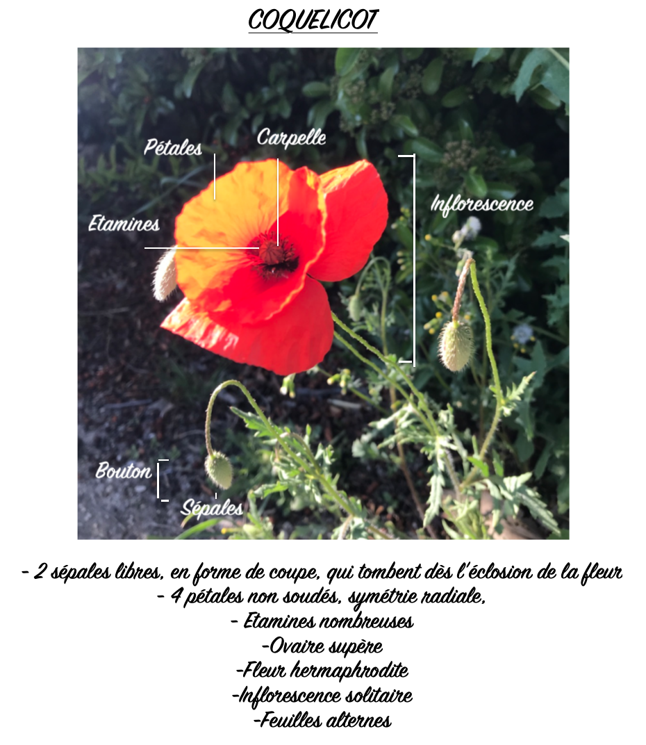 Annexe COQUELICOT FICHE.png