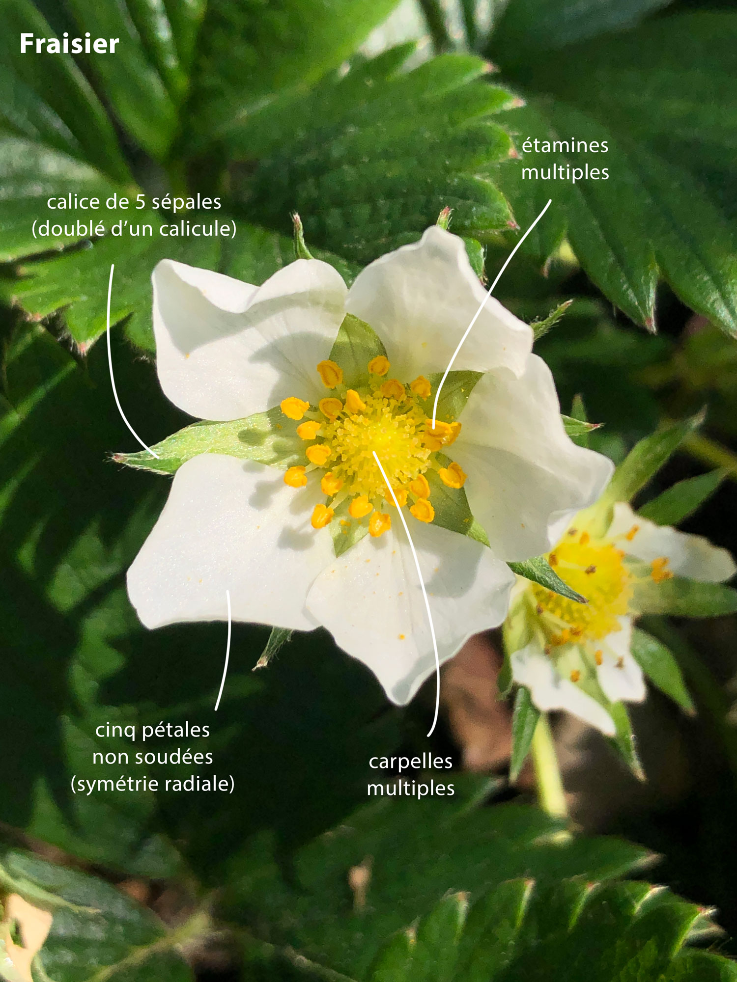 Annexe IMG_7554-annote.jpg