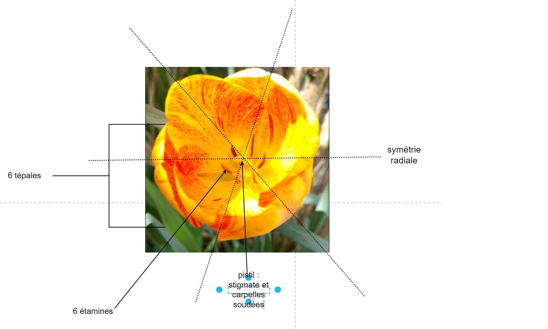 Annexe photo botanique.jpg