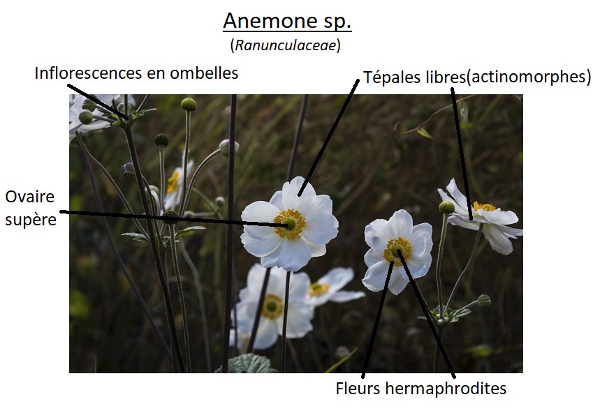 Annexe anemone.jpg