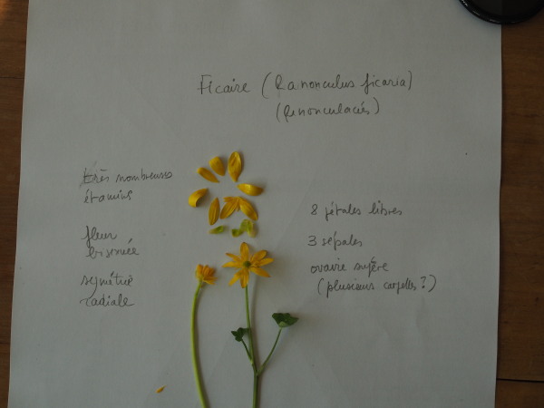 Annexe TP fleurs fruits_Ficaire.jpg
