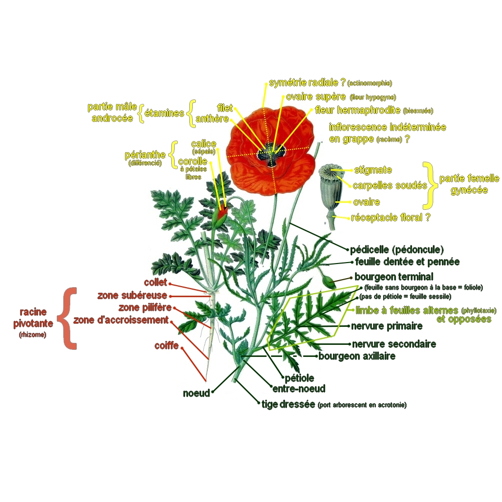 Annexe Activite1.jpg