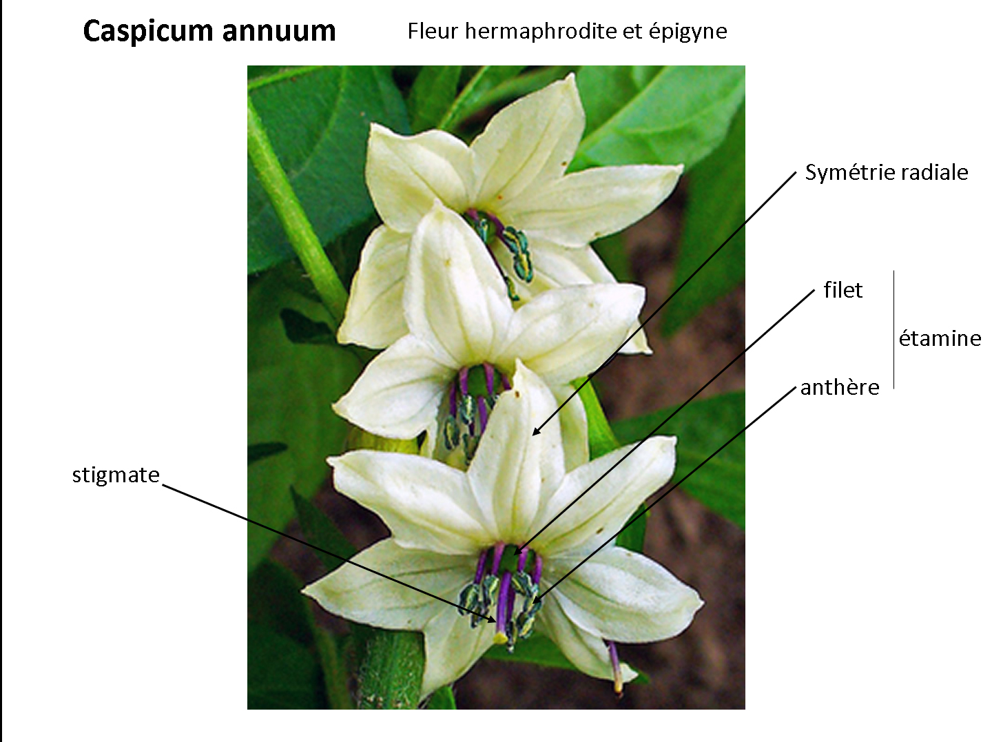 Annexe Caspicum annuum_fleur.jpg