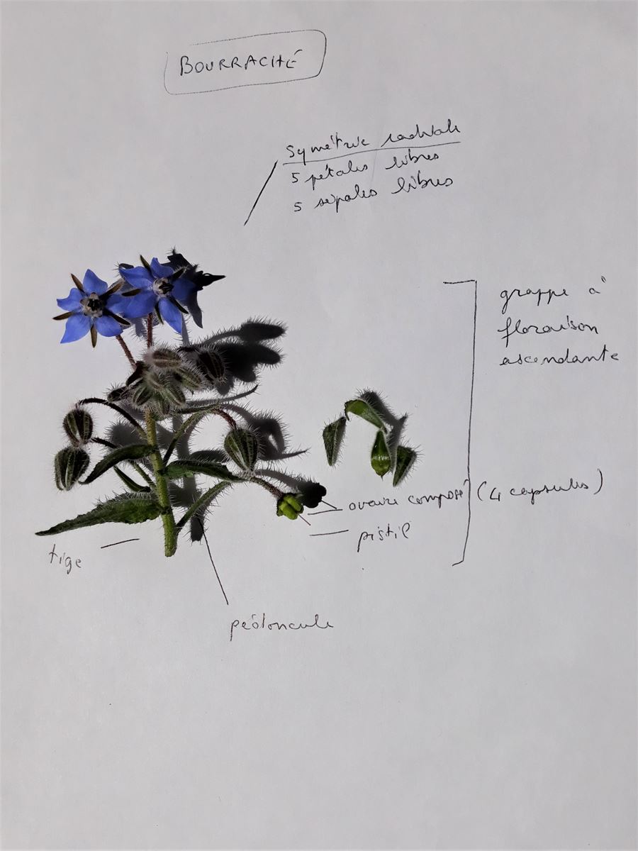 Annexe Bourrache 2.jpg