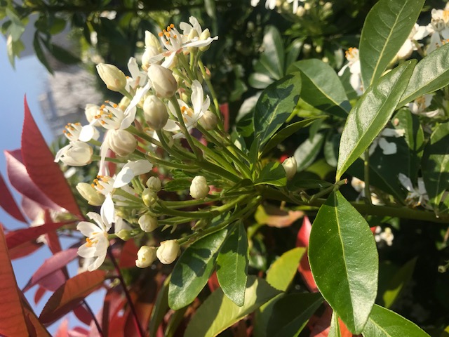 Annexe oranger mexique1.jpg