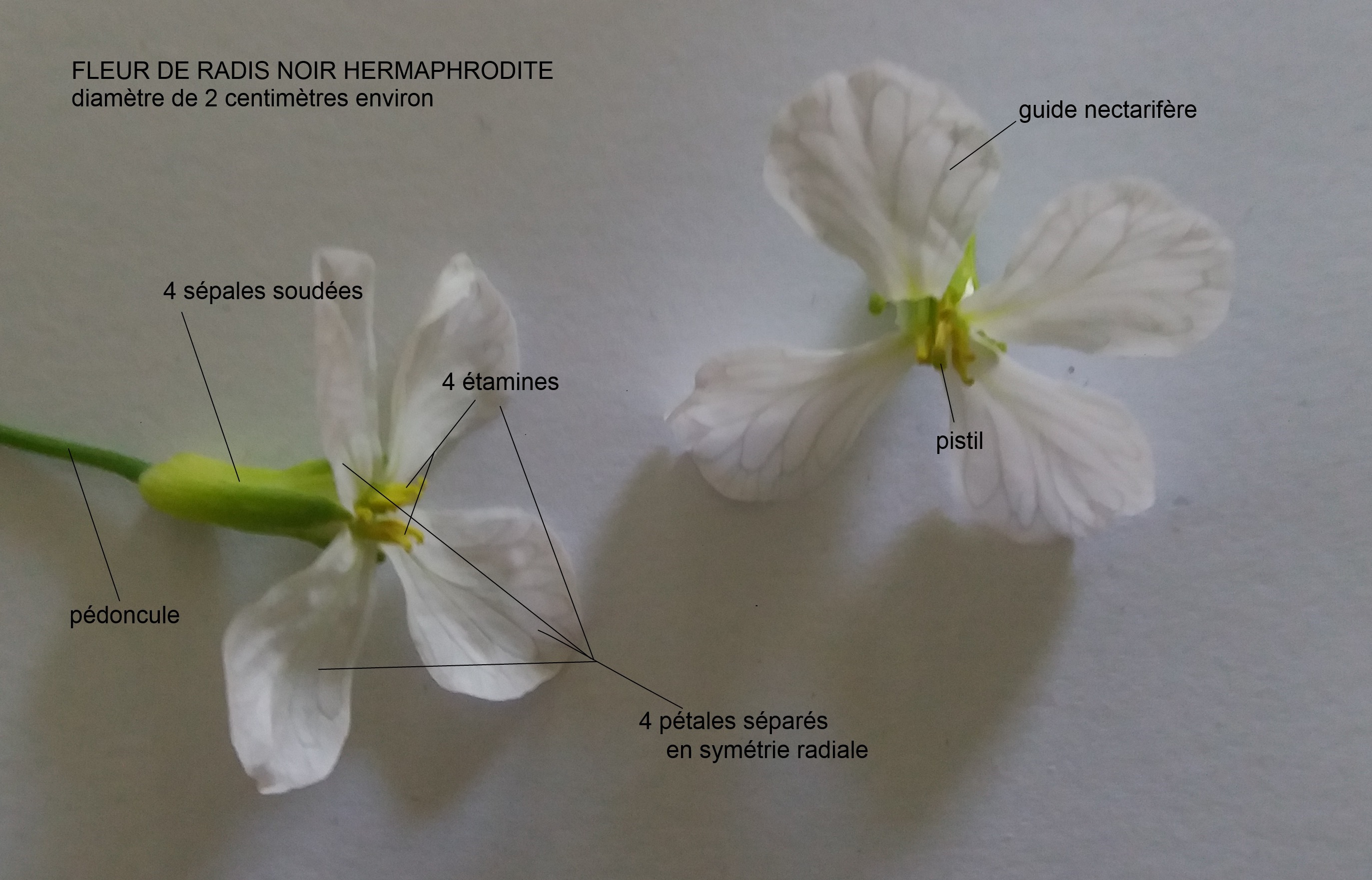 Annexe fleur radis.jpg