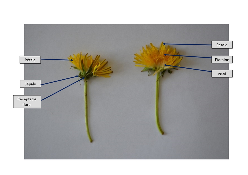 Annexe Description Pissenlit - Copie.jpg