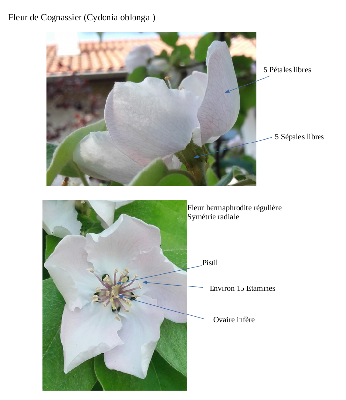 Annexe fleur de cognassier.png