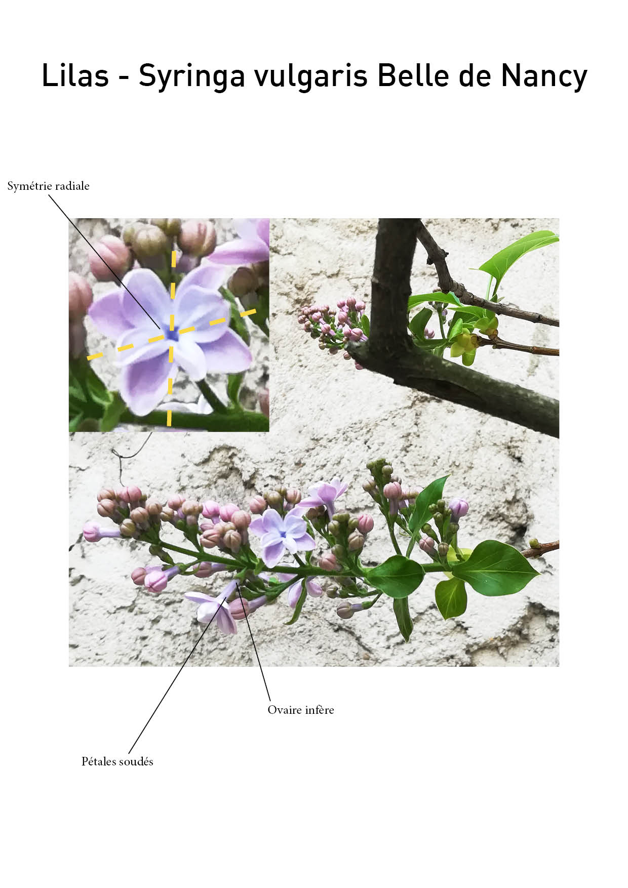 Annexe ex_5_lilas.jpg