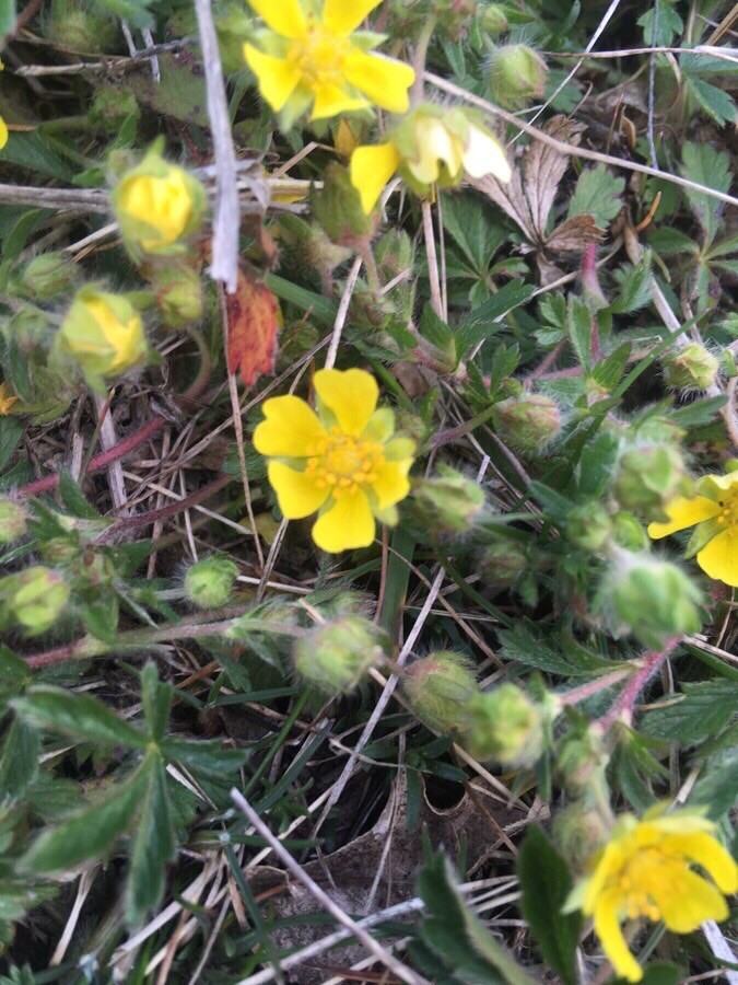 Annexe Potentilla hirta L..jpg