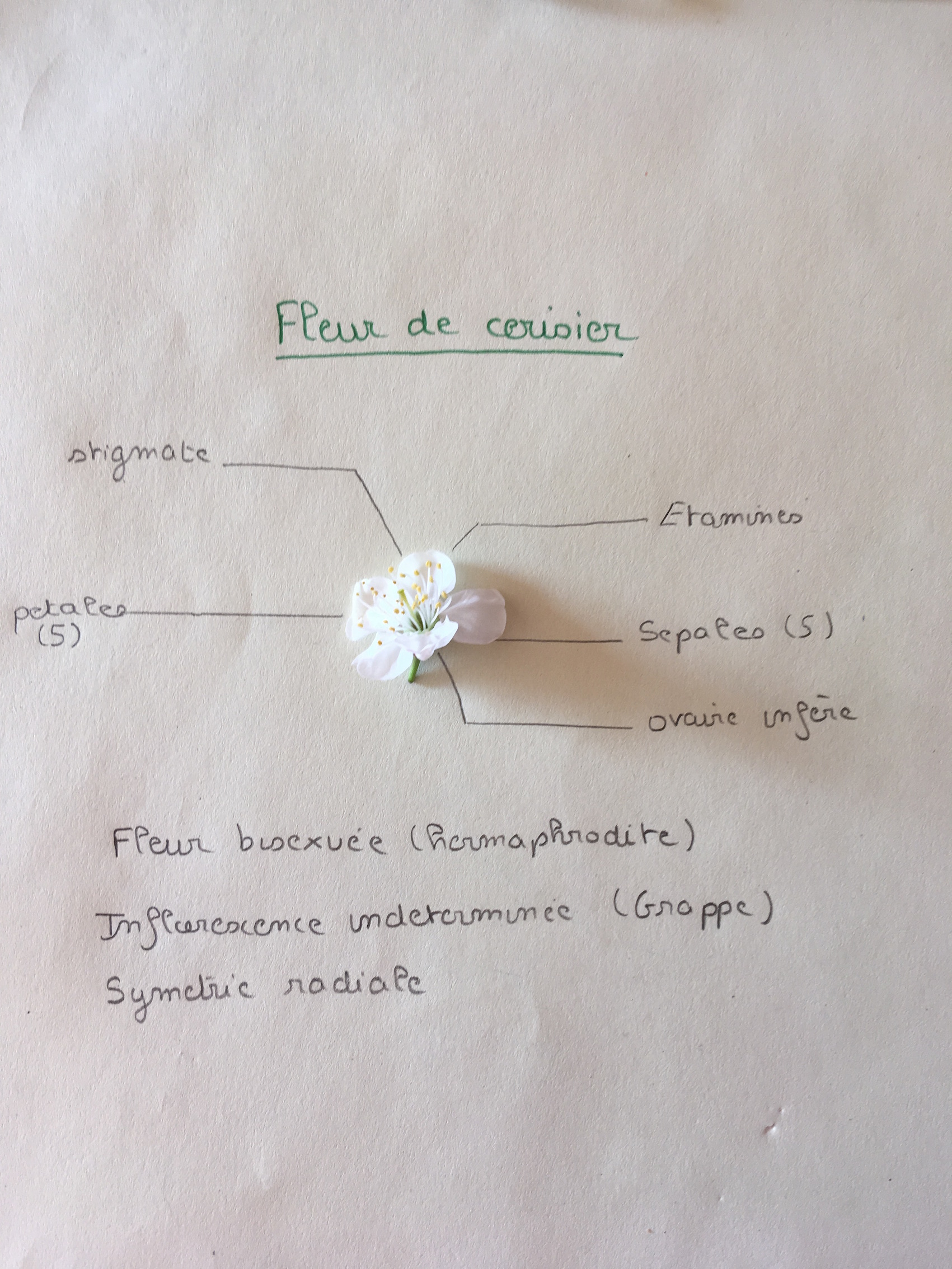 Annexe FleurCerisier.JPG