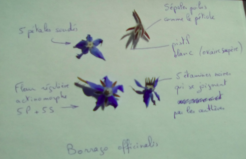 Annexe Borrago_officinalis.png