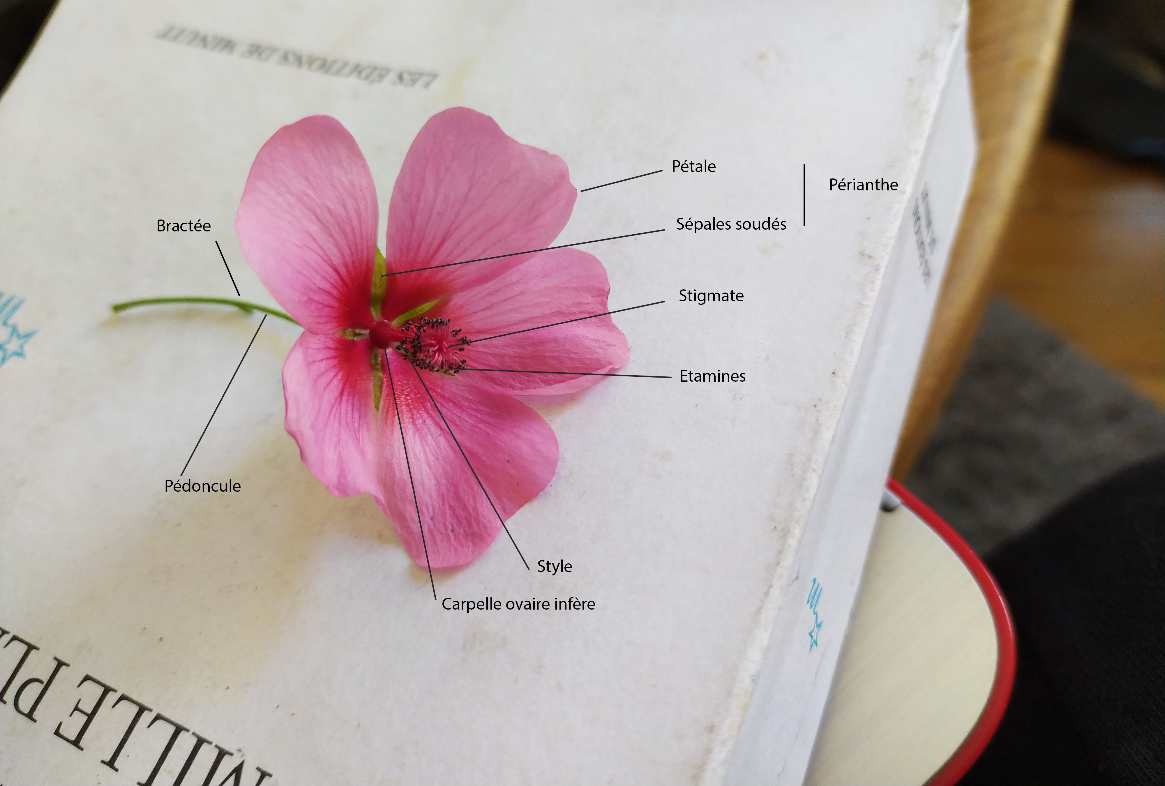 Annexe lavatère.jpg