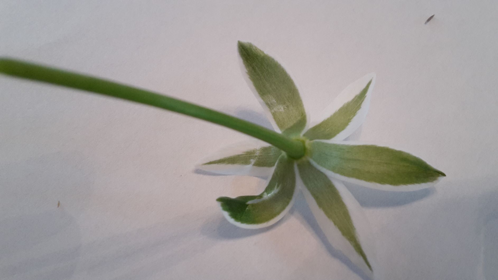 Annexe 20200410_155508 copie.jpg