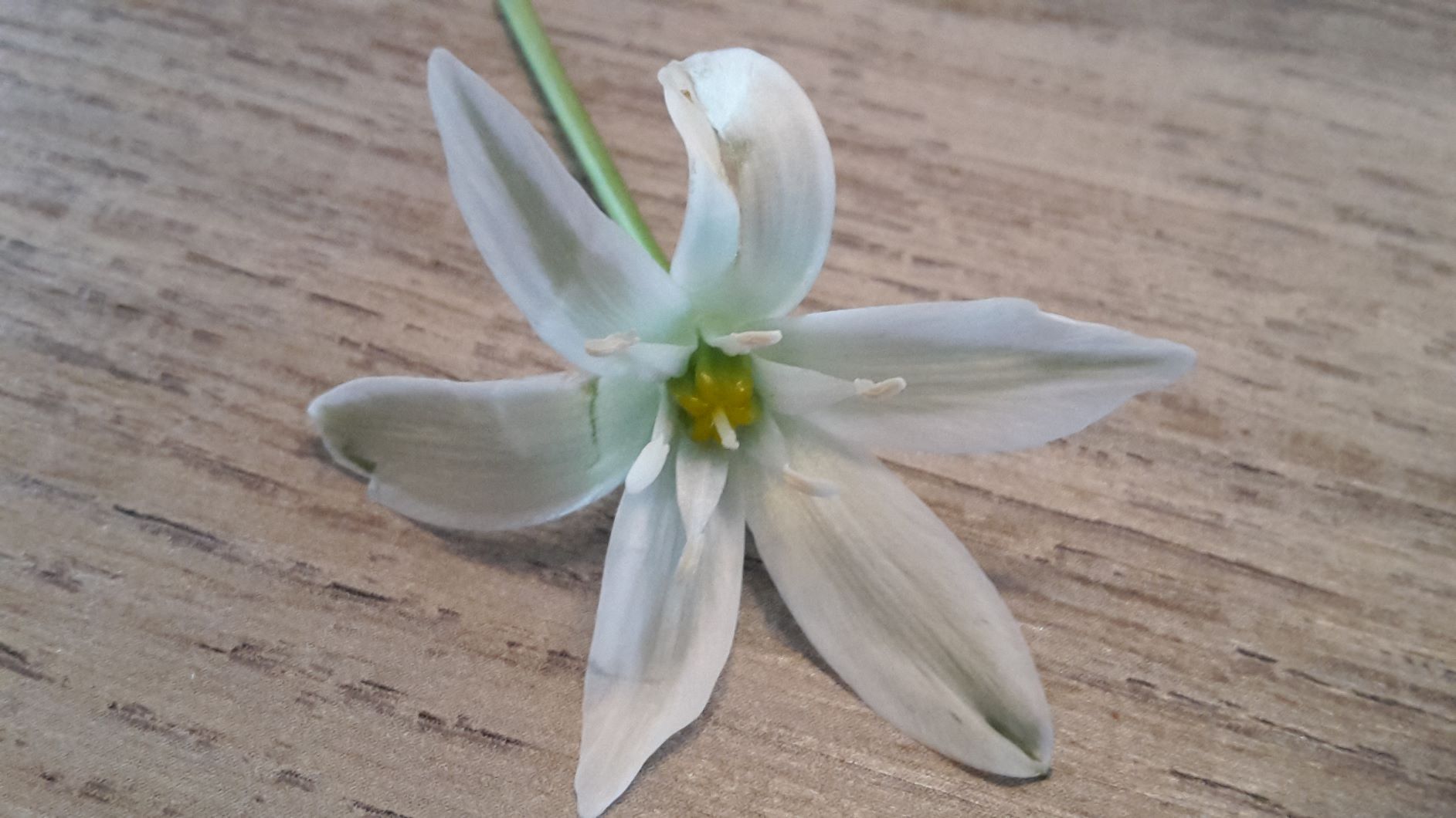 Annexe 20200410_155623 copie.jpg