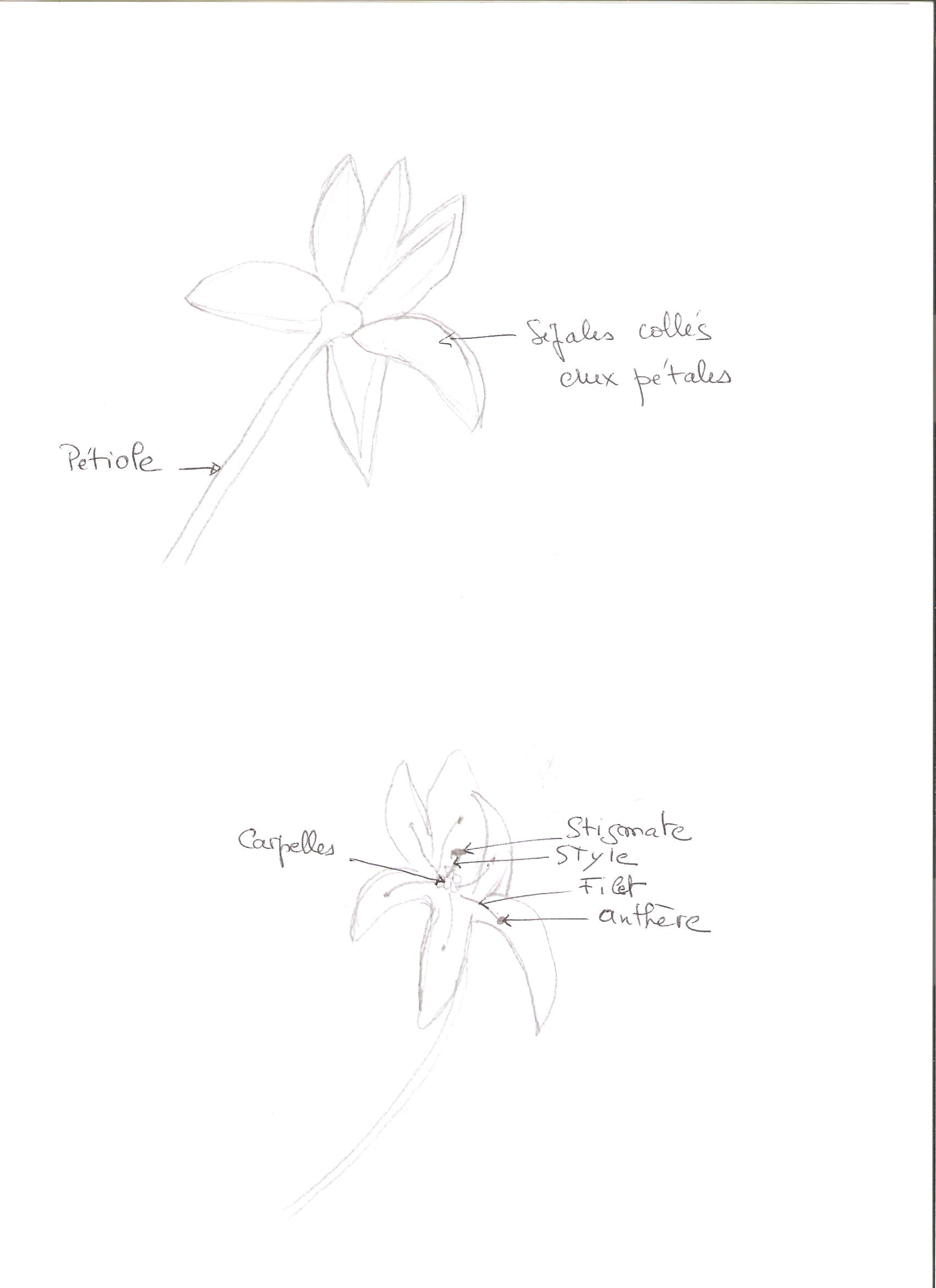 Annexe dessin plante 000.jpeg