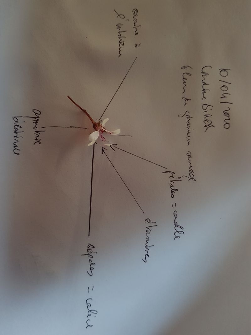 Annexe 20200410_192957.jpg