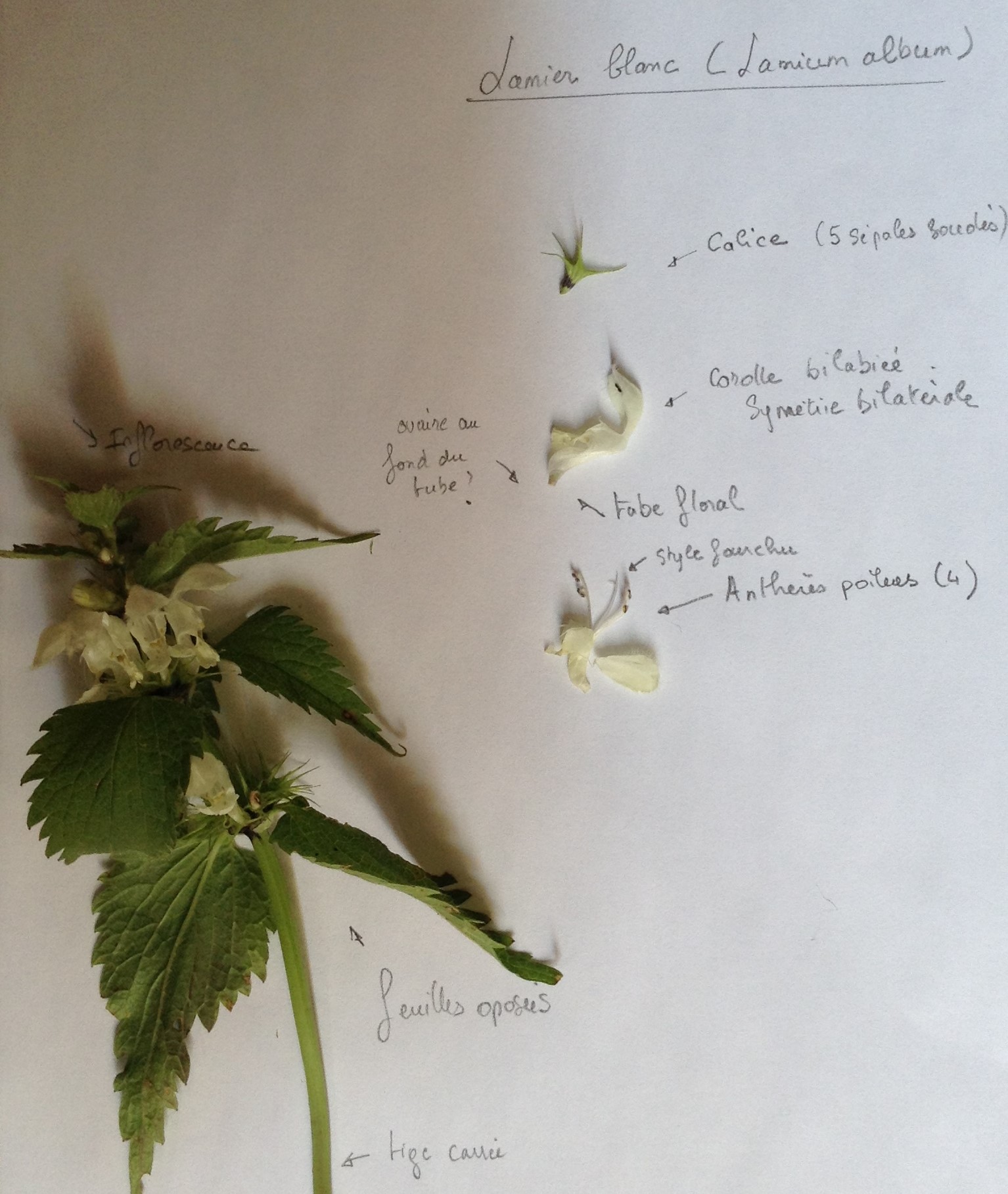 Annexe lamierBlanc2.JPG