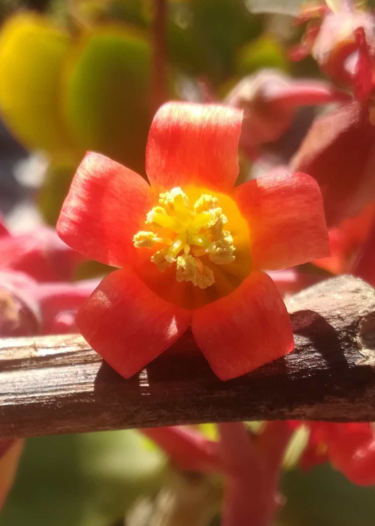 Annexe IMG_20200411_114812.jpg