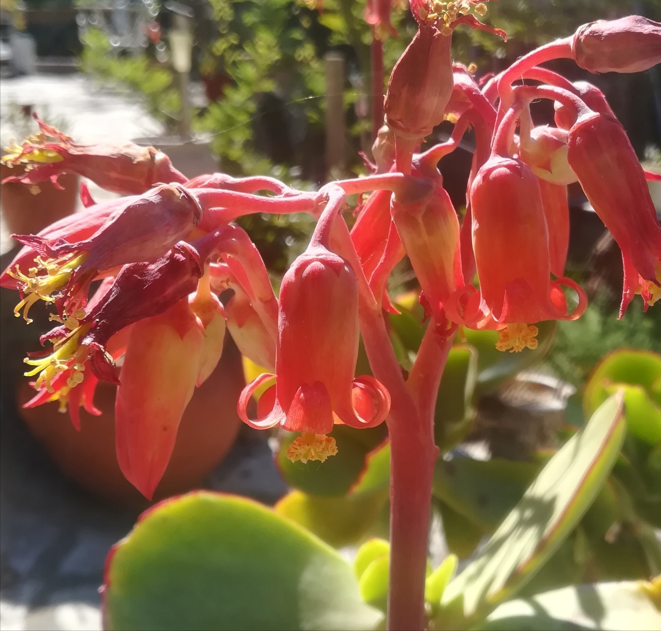 Annexe IMG_20200411_115107.jpg