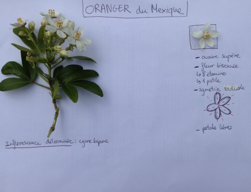 Annexe FullSizeRender.jpg